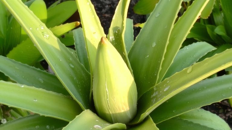 best plant for skin