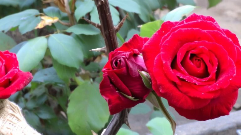 best smelling roses
