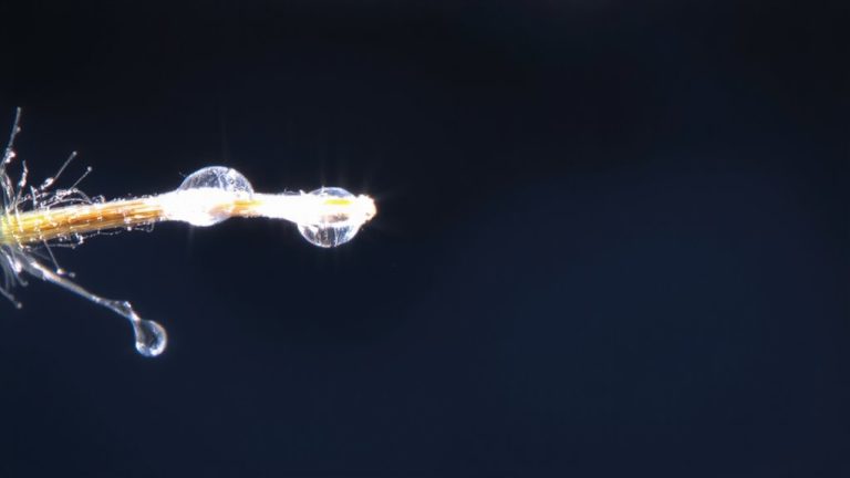 cold water seals cuticle