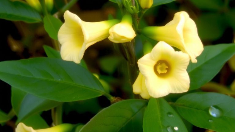 fragrant honeysuckle blooms delight