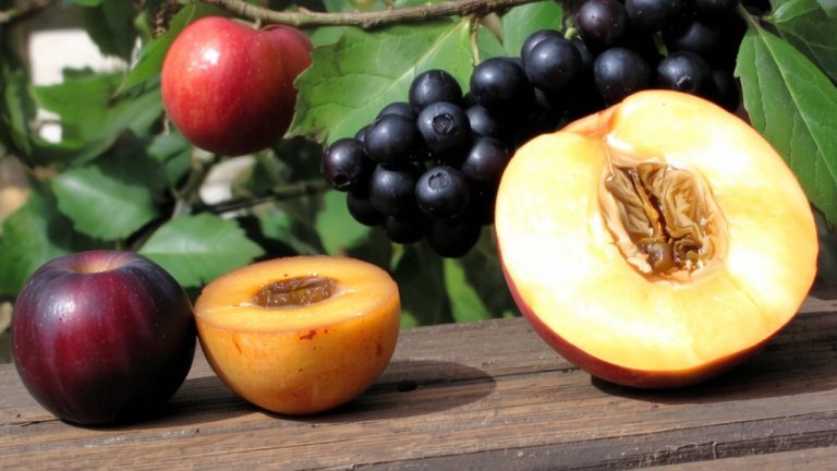 identifying stone and berry fruit notes